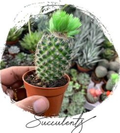 My Flowers n Gifts – Muscat Online Flower & Gifts Shop