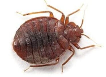 Al Majdoub pest control service oman