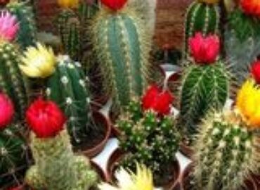 Wadi Adai Garden Center Flower Shop